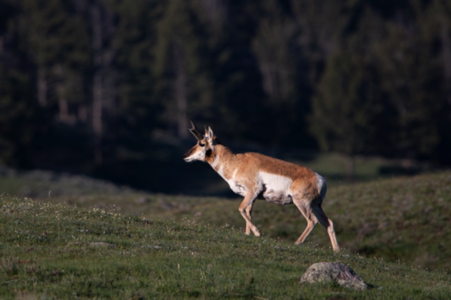 Pronghorn Antelope
Lamar Valley, Yellowstone